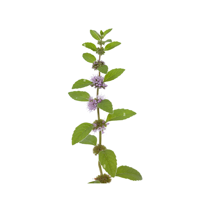 Menthe pouliot